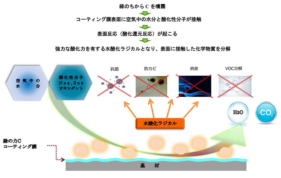 緑のちから Cコーティング膜の分解メカニズム